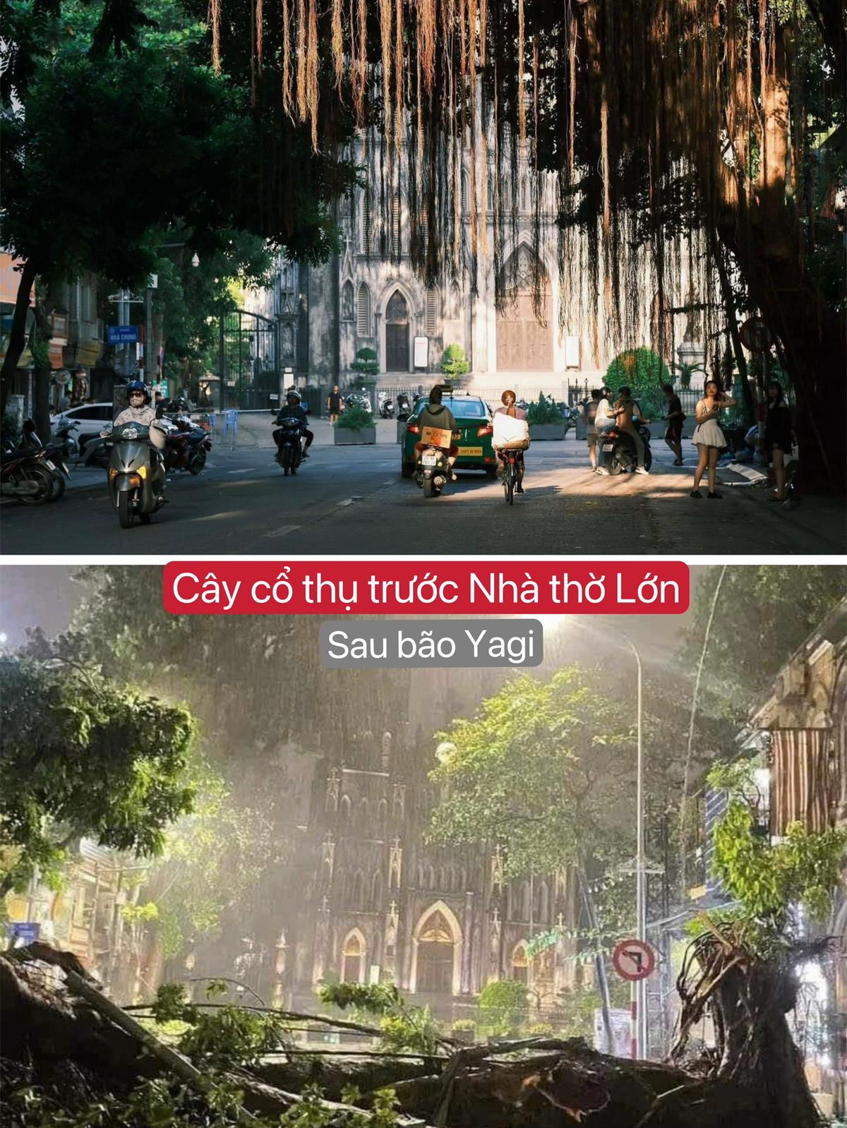 Người dân Hà Nội và du khách tiếc nuối trước loạt cây xanh là nơi chụp ảnh yêu thích đã bị bão Yagi quật ngã- Ảnh 3.