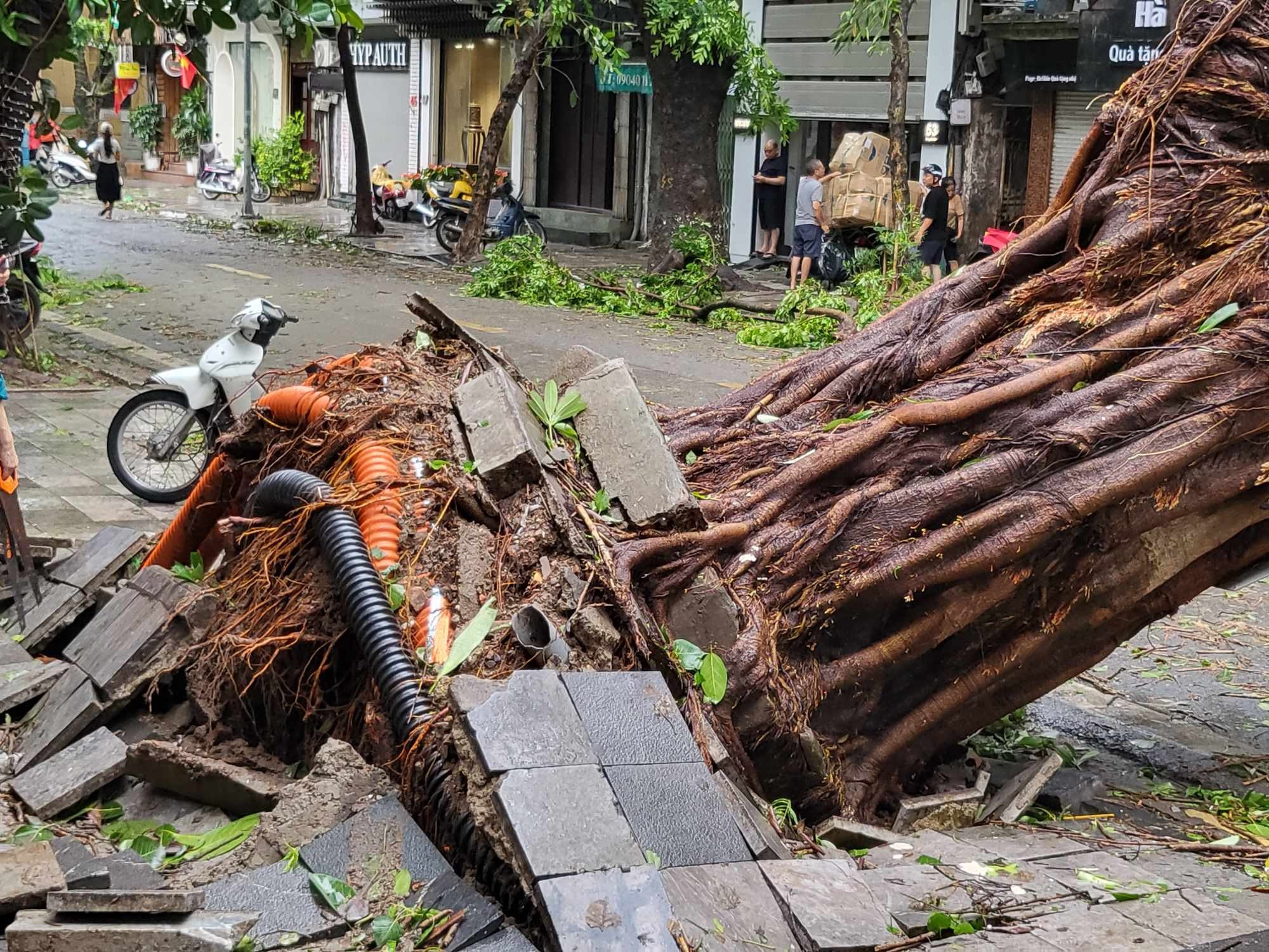 Tiếc nuối những &quot;cụ cây&quot; trăm tuổi bật gốc trong bão số 3 trên phố cổ Hà Nội- Ảnh 2.