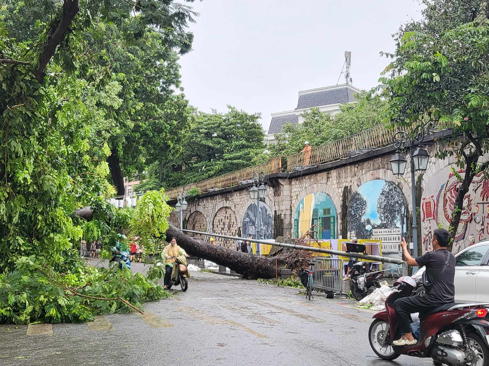 Tiếc nuối những &quot;cụ cây&quot; trăm tuổi bật gốc trong bão số 3 trên phố cổ Hà Nội- Ảnh 15.