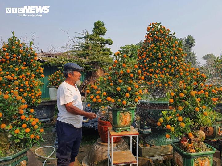 Vườn quất cần thăng tiền tỷ ở Hà Nội chưa đến Tết đã 'cháy' hàng - Ảnh 1.