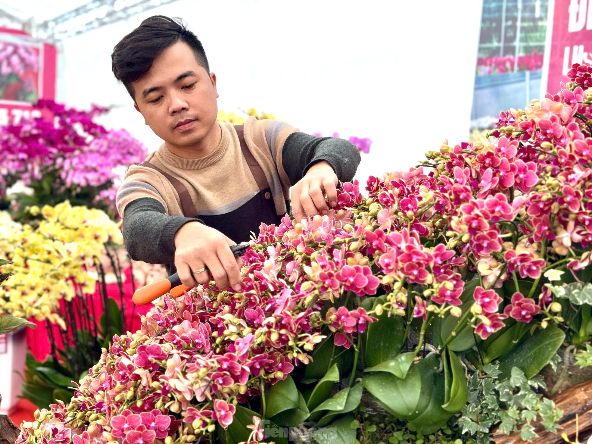 Cận cảnh chậu hoa lan hồ điệp dát vàng, đính kim cương rao bán gần 4 tỷ đồng - Ảnh 8.