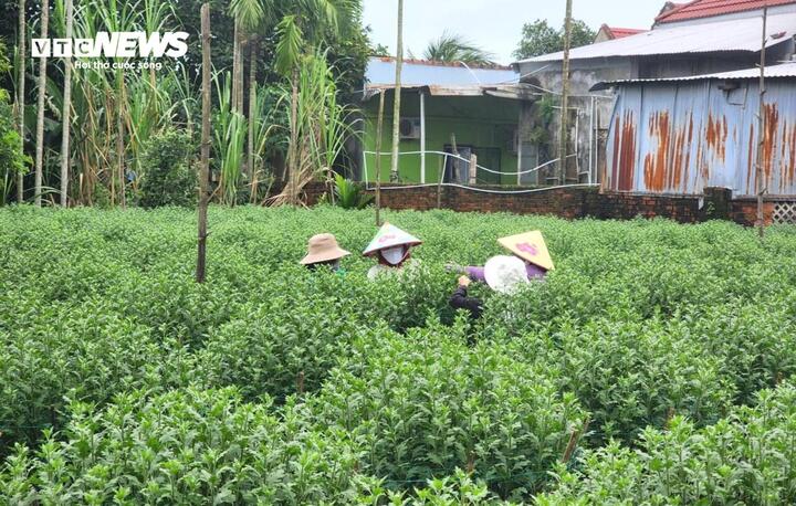 Vắng thương lái khi Tết cận kề, nông dân thủ phủ hoa cúc miền Trung lo sốt vó - Ảnh 2.