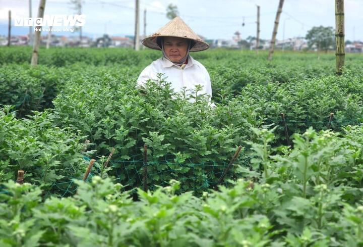 Vắng thương lái khi Tết cận kề, nông dân thủ phủ hoa cúc miền Trung lo sốt vó - Ảnh 8.