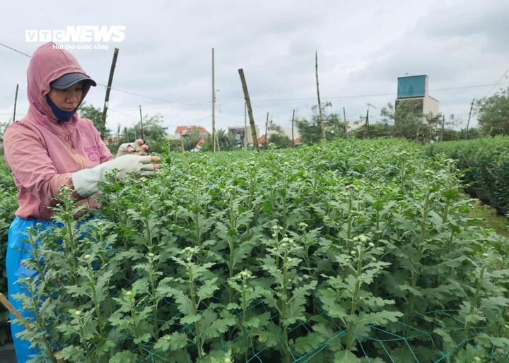 Vắng thương lái khi Tết cận kề, nông dân thủ phủ hoa cúc miền Trung lo sốt vó - Ảnh 9.