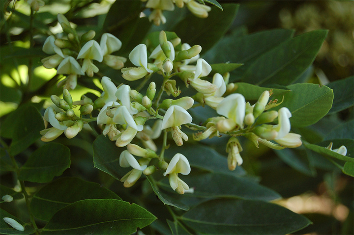 V&igrave; sao c&oacute; c&acirc;u 'một c&acirc;y h&ograve;e trước nh&agrave; kh&ocirc;ng chi&ecirc;u của b&aacute;u cũng chi&ecirc;u tiền bạc'? - Ảnh 2.