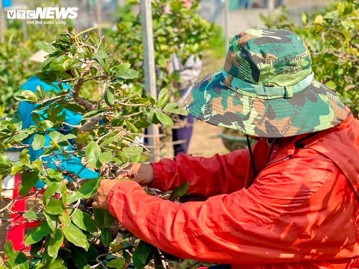 Tuyệt chiêu nhặt lá mai để hoa nở bung đẹp nhất - Ảnh 1.