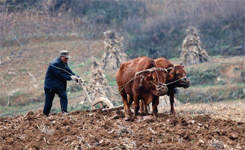 Giải mã lời dự đoán dân gian "7 rồng trị thủy, 4 trâu cày ruộng, 9 người chia bánh" cho năm Ất Tỵ 2025 - Ảnh 2.