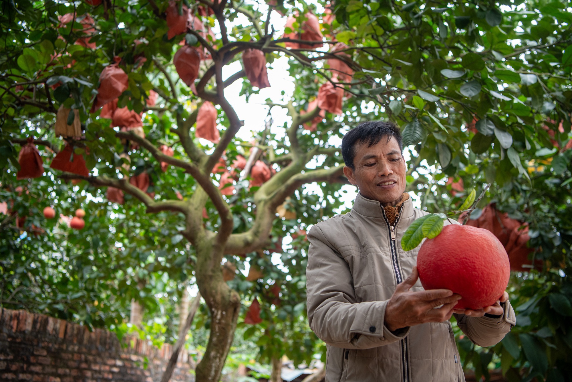 Một loại quả bị đồn 