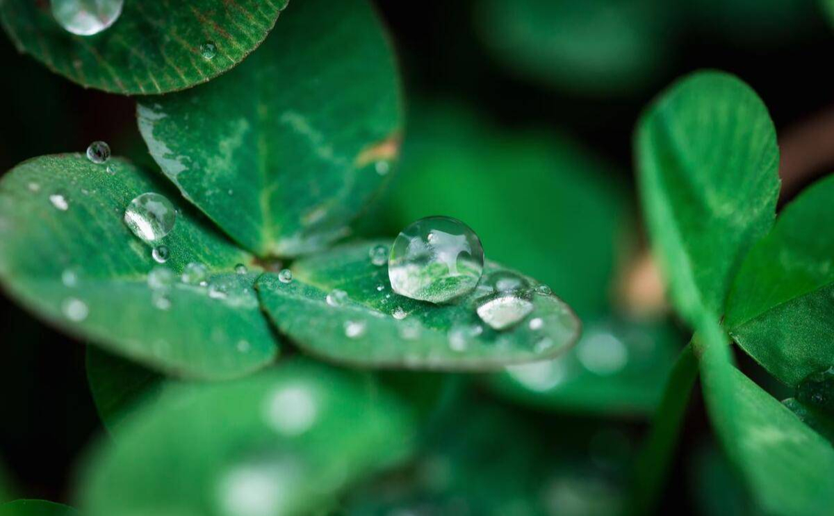 Lập xuân năm 2025 rơi vào mùng 6 Tết: "Xuân đánh sớm" là điềm báo năm mưa thuận gió hòa? - Ảnh 2.