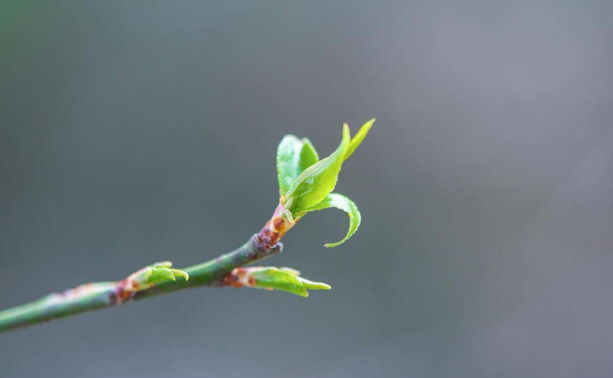 Lập xuân năm 2025 rơi vào mùng 6 Tết: "Xuân đánh sớm" là điềm báo năm mưa thuận gió hòa? - Ảnh 1.