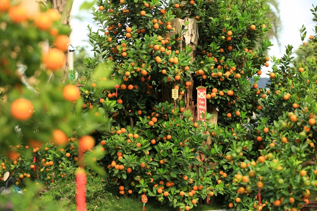 Kh&ocirc;ng kh&iacute; Tết tr&agrave;n ngập phố phường H&agrave; Nội: Ảnh hưởng của b&atilde;o nhưng 1 điều vẫn kh&ocirc;ng hề thay đổi với năm trước - Ảnh 5.