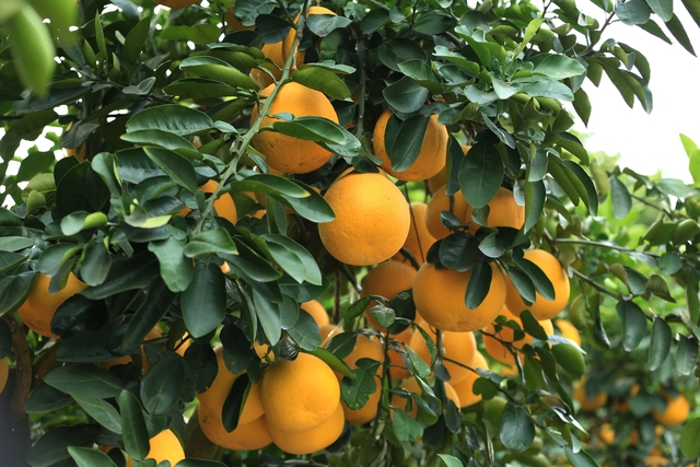 Kh&ocirc;ng kh&iacute; Tết tr&agrave;n ngập phố phường H&agrave; Nội: Ảnh hưởng của b&atilde;o nhưng 1 điều vẫn kh&ocirc;ng hề thay đổi với năm trước - Ảnh 13.