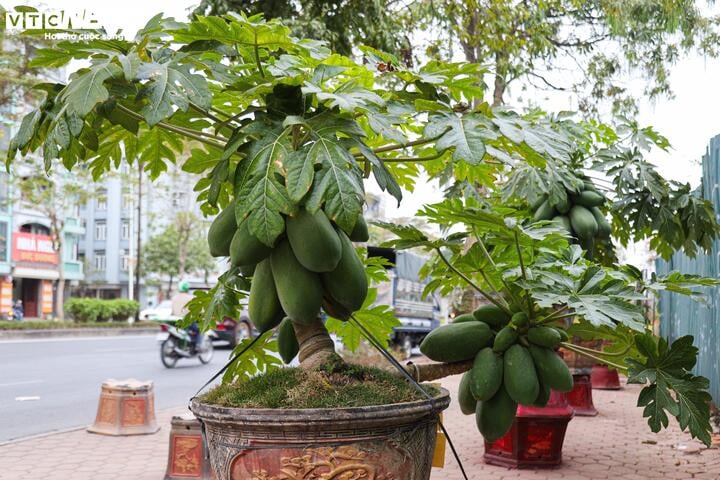 Nhà giàu Hà Nội chi hàng chục triệu đồng mua đu đủ bonsai trĩu quả chơi Tết - Ảnh 4.