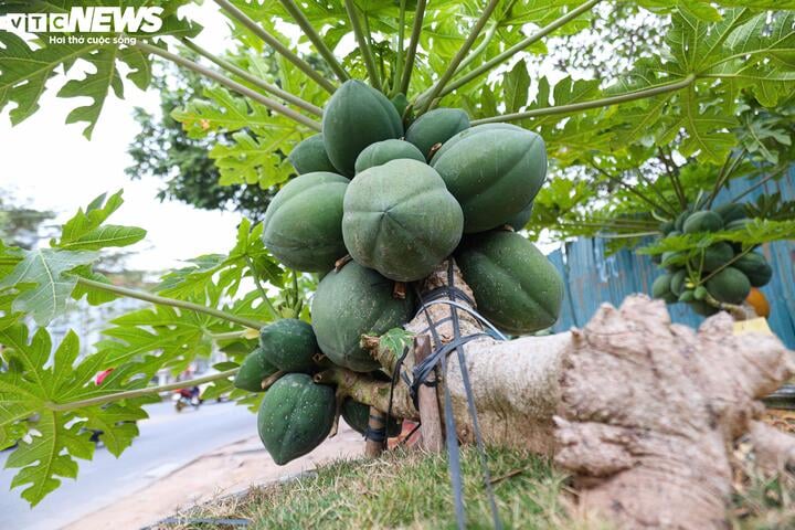 Nhà giàu Hà Nội chi hàng chục triệu đồng mua đu đủ bonsai trĩu quả chơi Tết - Ảnh 6.