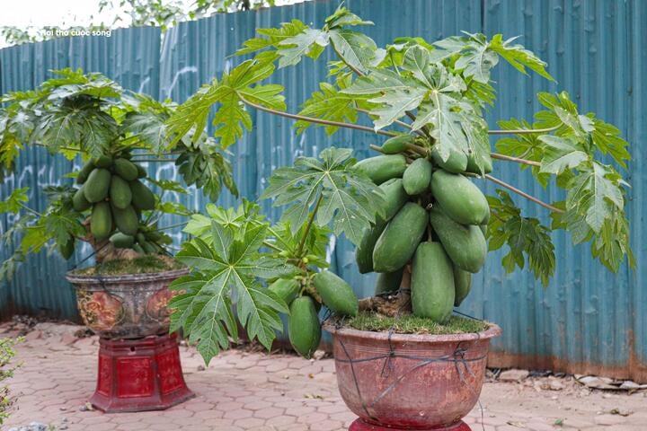 Nhà giàu Hà Nội chi hàng chục triệu đồng mua đu đủ bonsai trĩu quả chơi Tết - Ảnh 5.