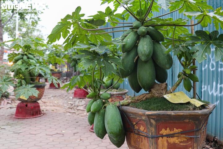 Nhà giàu Hà Nội chi hàng chục triệu đồng mua đu đủ bonsai trĩu quả chơi Tết - Ảnh 9.