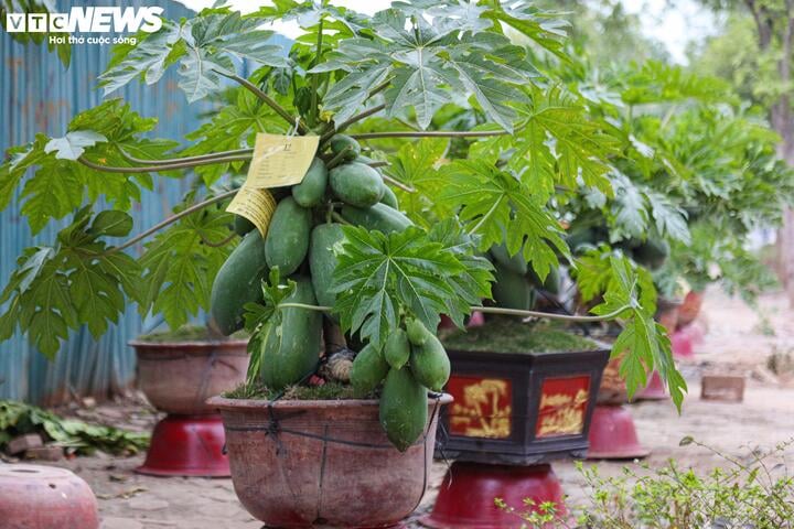 Nhà giàu Hà Nội chi hàng chục triệu đồng mua đu đủ bonsai trĩu quả chơi Tết - Ảnh 16.