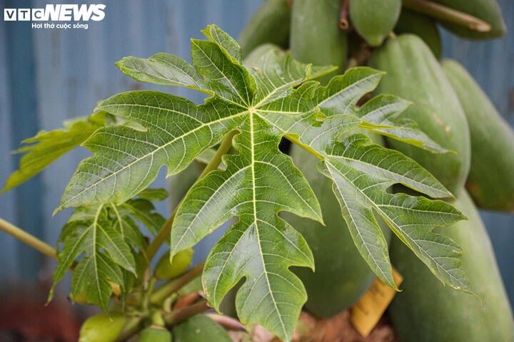 Nhà giàu Hà Nội chi hàng chục triệu đồng mua đu đủ bonsai trĩu quả chơi Tết - Ảnh 10.