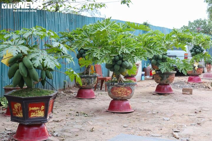 Nhà giàu Hà Nội chi hàng chục triệu đồng mua đu đủ bonsai trĩu quả chơi Tết - Ảnh 2.