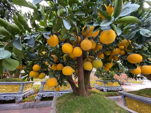 Kh&ocirc;ng kh&iacute; Tết tr&agrave;n ngập phố phường H&agrave; Nội: Ảnh hưởng của b&atilde;o nhưng 1 điều vẫn kh&ocirc;ng hề thay đổi với năm trước - Ảnh 12.