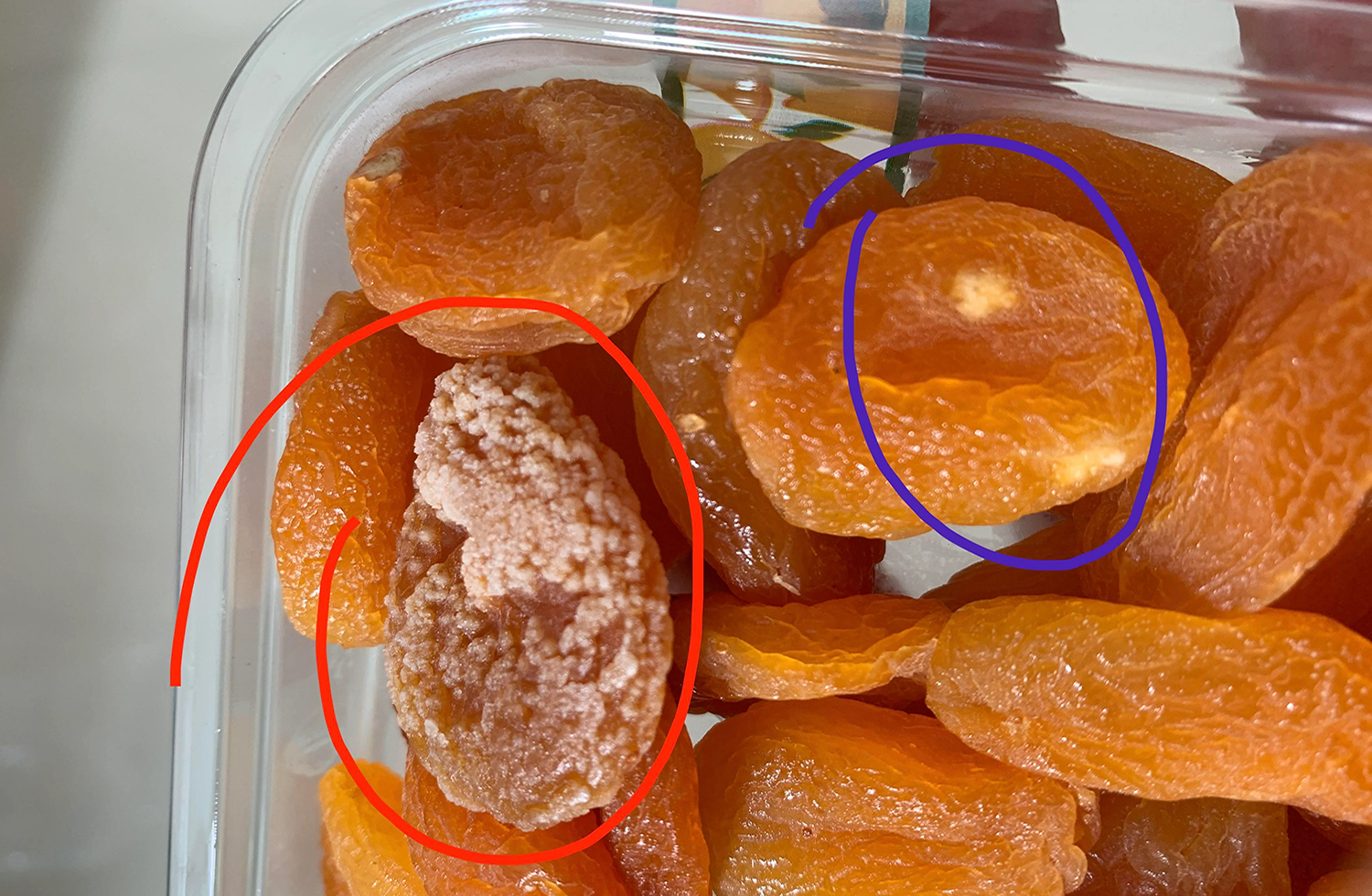 dried-apricot-mold-or-not-mold-safe-to-eat-v0-lz3oijggmb4d1-17370139171041946806808-1737021111800-17370211123382125366631-1737074094509-17370740962932084826669.jpg