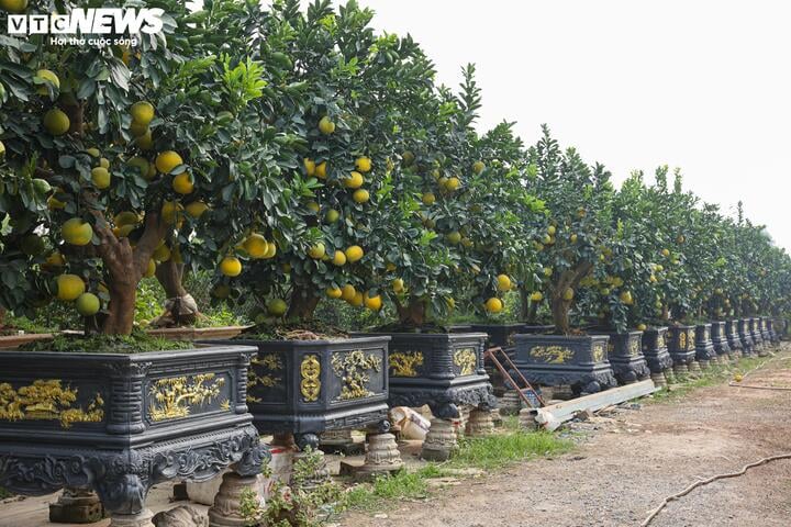 Mãn nhãn ngắm bưởi 'phi thuyền' giá trăm triệu đồng chơi Tết Ất Tỵ - Ảnh 2.