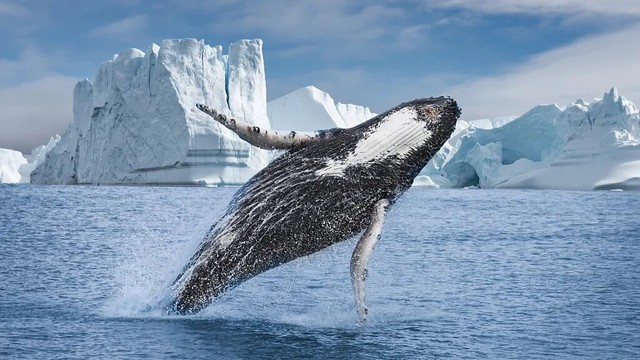 &quot;Con quái vật&quot; của Greenland - hòn đảo cực lớn mà ông Trump lần thứ hai muốn thâu tóm - Ảnh 11.