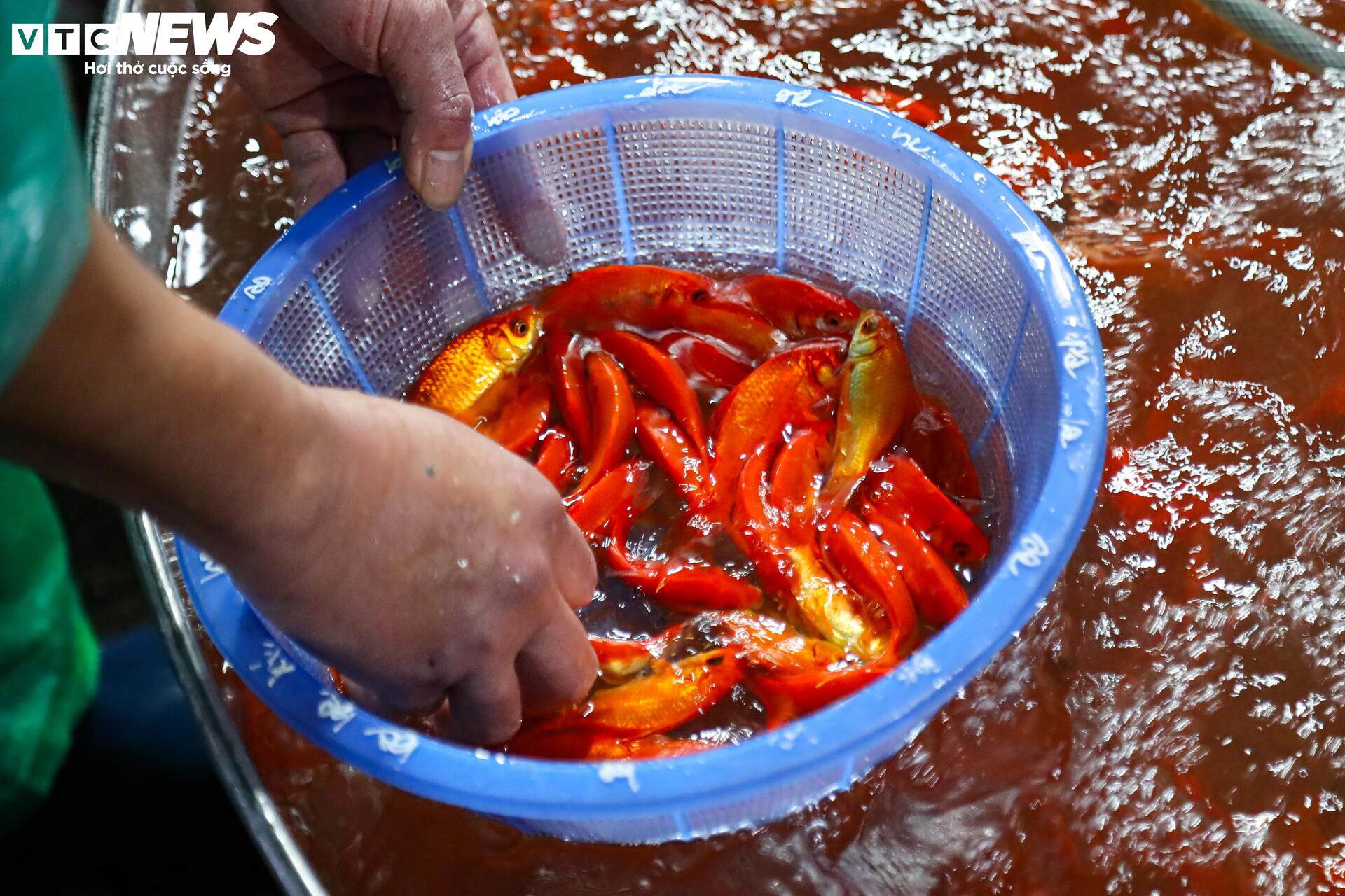 Xuyên đêm mua bán cá chép đỏ cho ngày cúng ông Công, ông Táo - Ảnh 16.