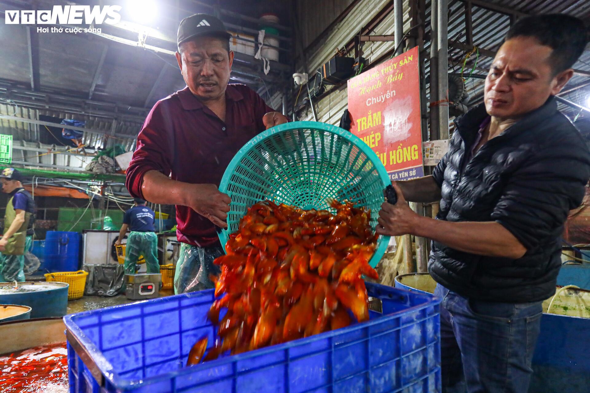 Xuyên đêm mua bán cá chép đỏ cho ngày cúng ông Công, ông Táo - Ảnh 10.