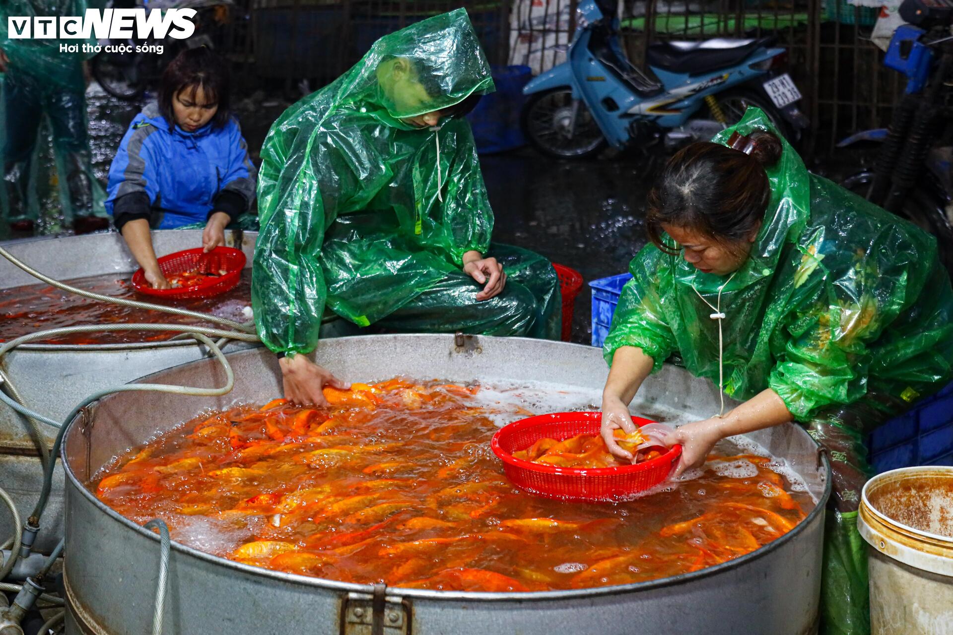 Xuyên đêm mua bán cá chép đỏ cho ngày cúng ông Công, ông Táo - Ảnh 13.