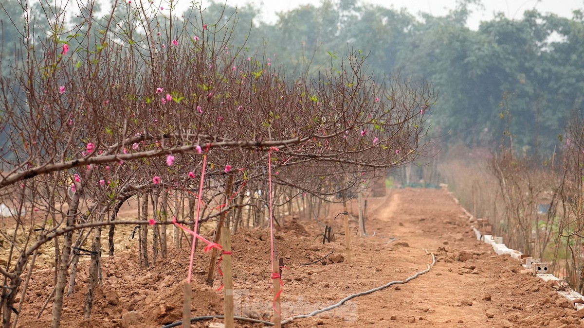 Hà Nội: Đào Nhật Tân tăng giá mạnh, chi tiền triệu vẫn khó mua - Ảnh 6.