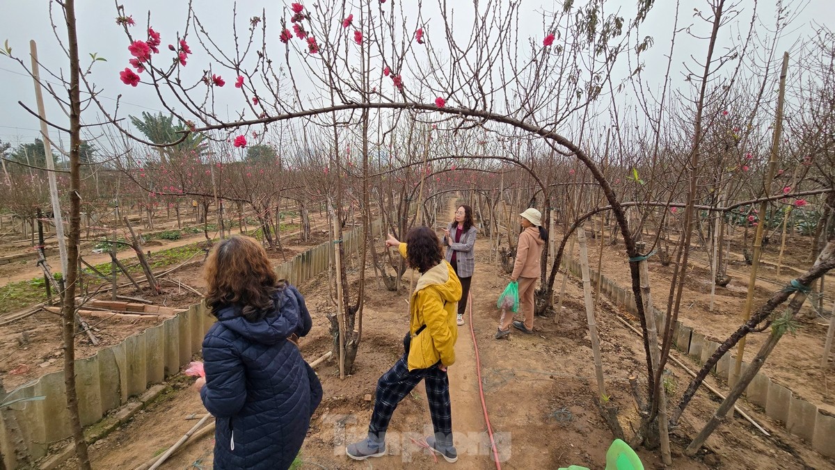 Hà Nội: Đào Nhật Tân tăng giá mạnh, chi tiền triệu vẫn khó mua - Ảnh 7.