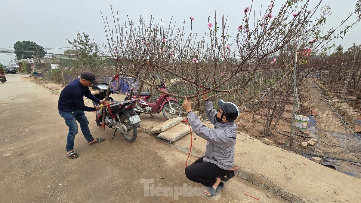 Hà Nội: Đào Nhật Tân tăng giá mạnh, chi tiền triệu vẫn khó mua - Ảnh 8.