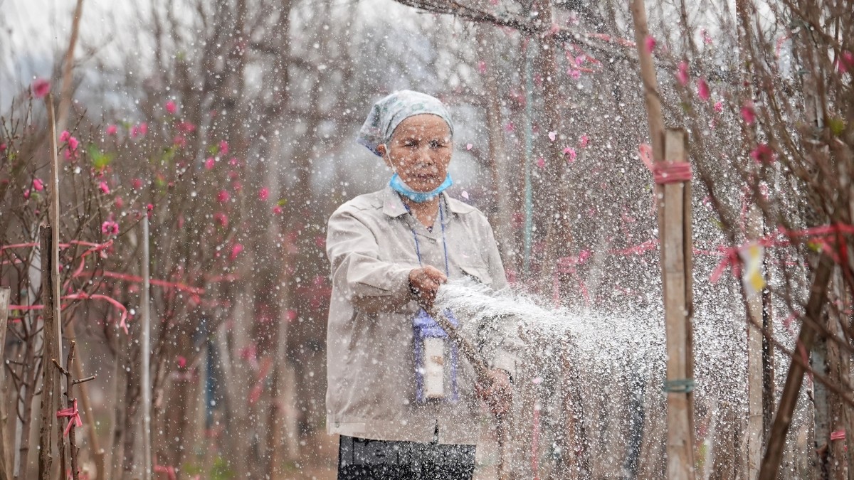 Hà Nội: Đào Nhật Tân tăng giá mạnh, chi tiền triệu vẫn khó mua - Ảnh 15.