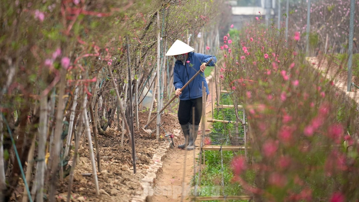 Hà Nội: Đào Nhật Tân tăng giá mạnh, chi tiền triệu vẫn khó mua - Ảnh 16.