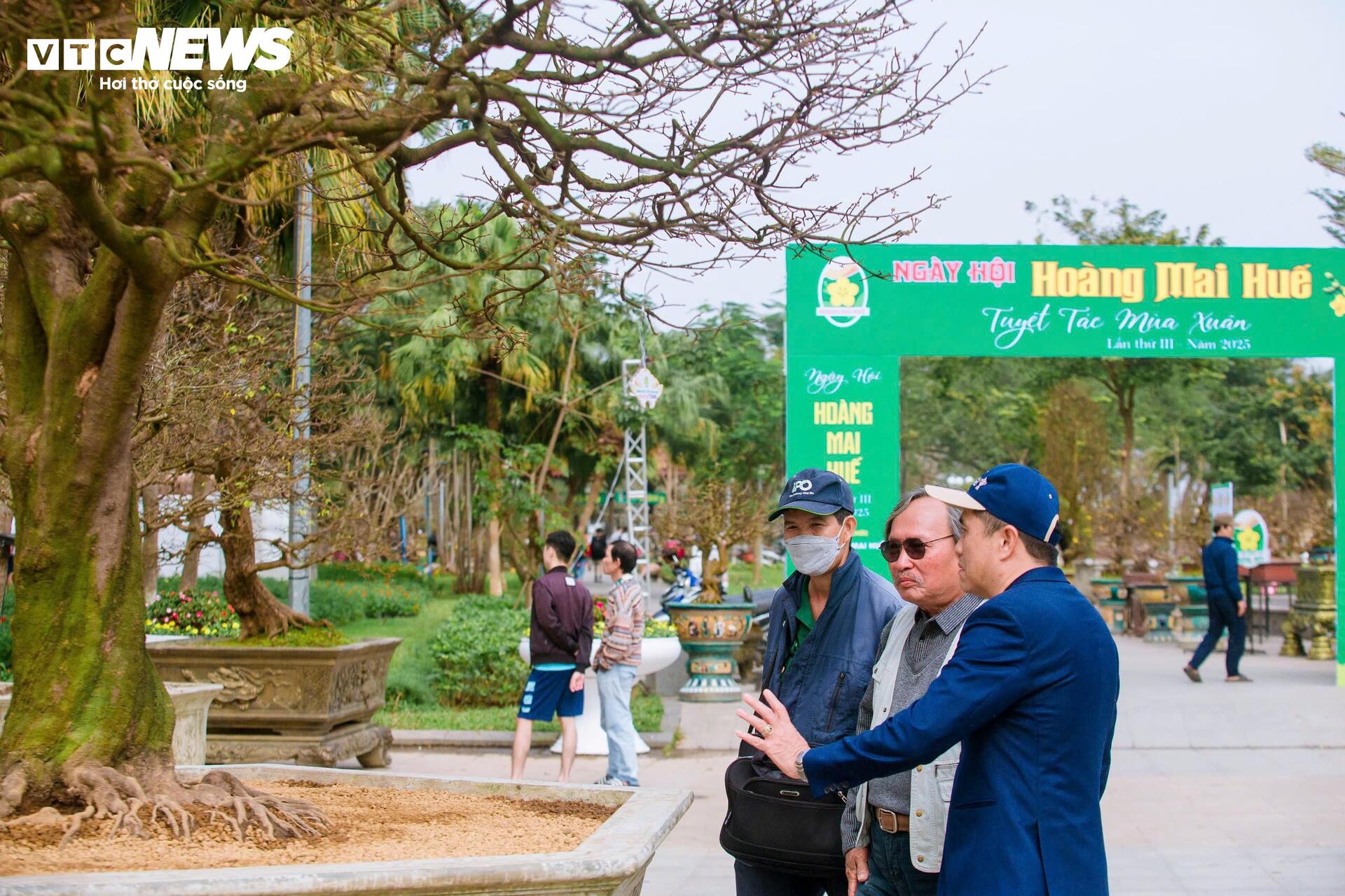 Những gốc hoàng mai có giá bạc tỷ ở cố đô Huế - Ảnh 4. Những gốc hoàng mai có giá bạc tỷ ở cố đô Huế - Ảnh 4.