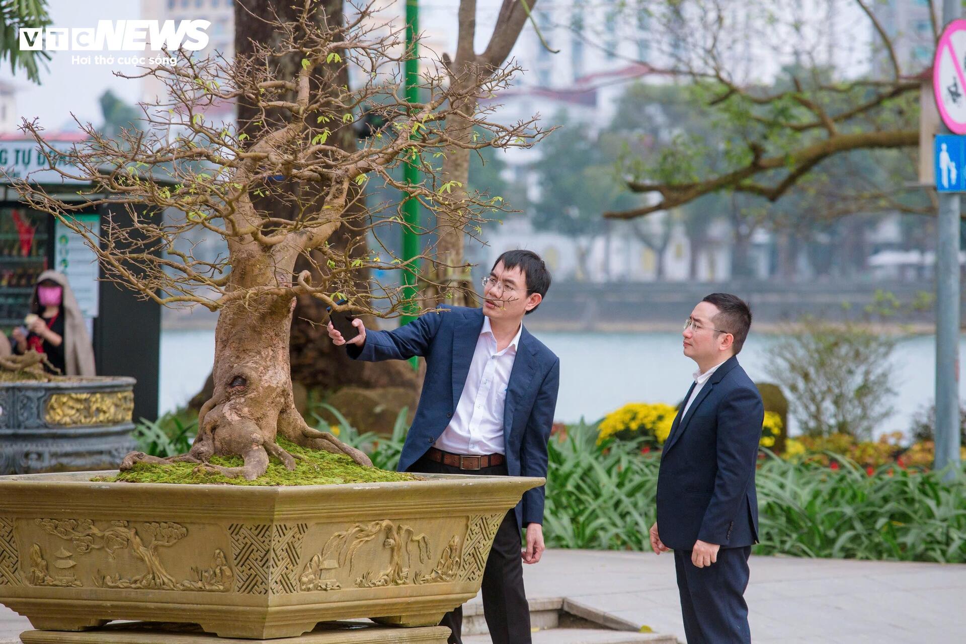 Những gốc hoàng mai có giá bạc tỷ ở cố đô Huế - Ảnh 6. Những gốc hoàng mai có giá bạc tỷ ở cố đô Huế - Ảnh 6.