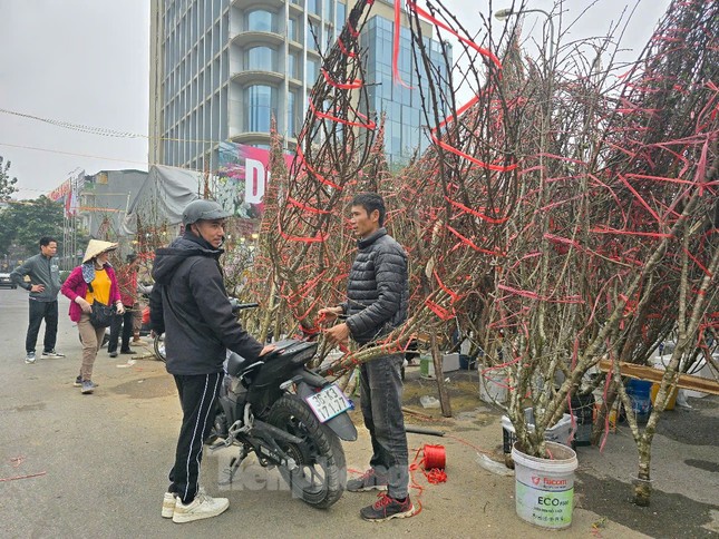 Hà Nội: Giá đào Tết tăng gấp đôi, nhiều người tạm gác thú chơi hoa - Ảnh 4.