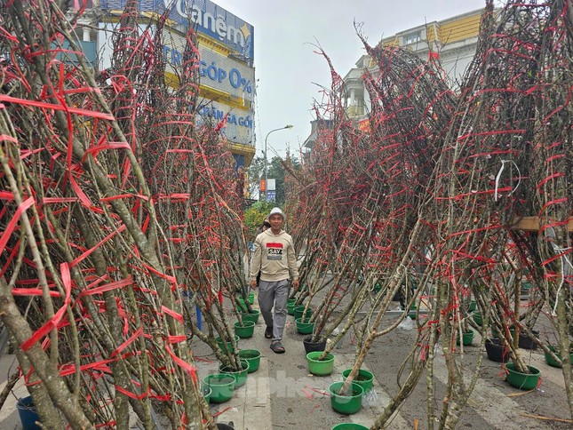 Hà Nội: Giá đào Tết tăng gấp đôi, nhiều người tạm gác thú chơi hoa - Ảnh 1.