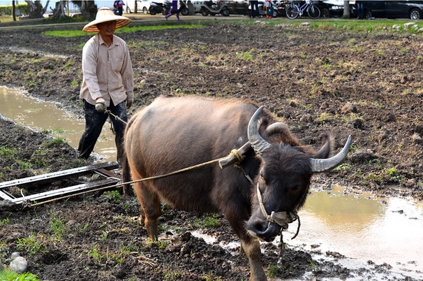 1 câu trong bài văn tả con trâu của đứa con 10 tuổi đưa bi kịch gia đình ra ánh sáng: &quot;Trâu không đi cày, nó cưới vợ rồi” - Ảnh 2.