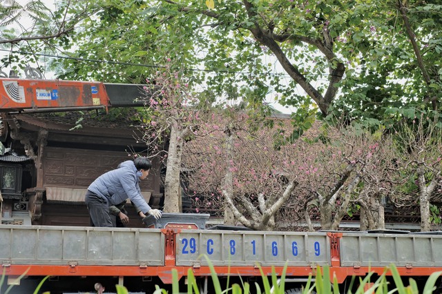 Tiểu thương &quot;chạy hàng&quot; trước thềm giao thừa, cây cảnh giá rẻ phủ khắp Hà Nội chiều 29 Tết - Ảnh 13.