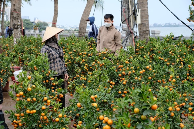 Tiểu thương &quot;chạy hàng&quot; trước thềm giao thừa, cây cảnh giá rẻ phủ khắp Hà Nội chiều 29 Tết - Ảnh 21.