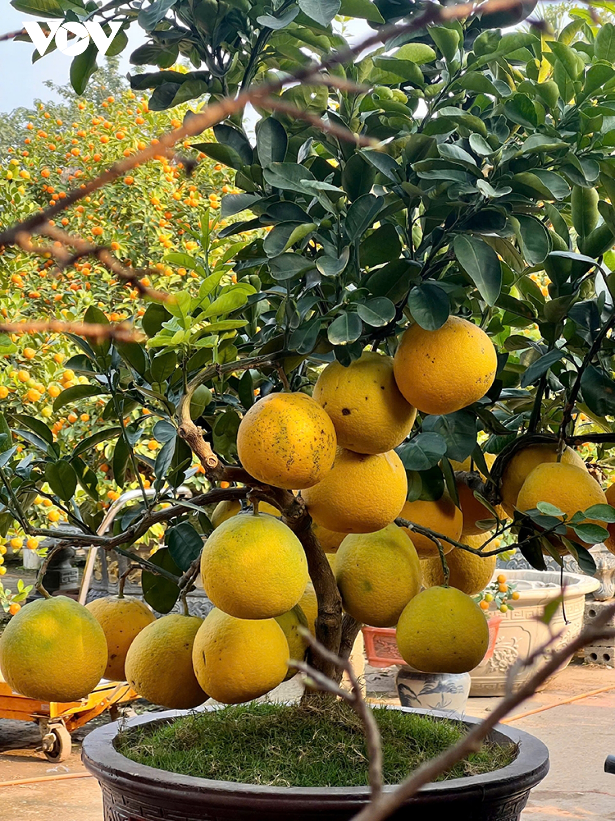 Làng đào Nhật Tân, quất Tứ Liên &quot;hồi sinh&quot;, tất bật vào vụ Tết - Ảnh 11.