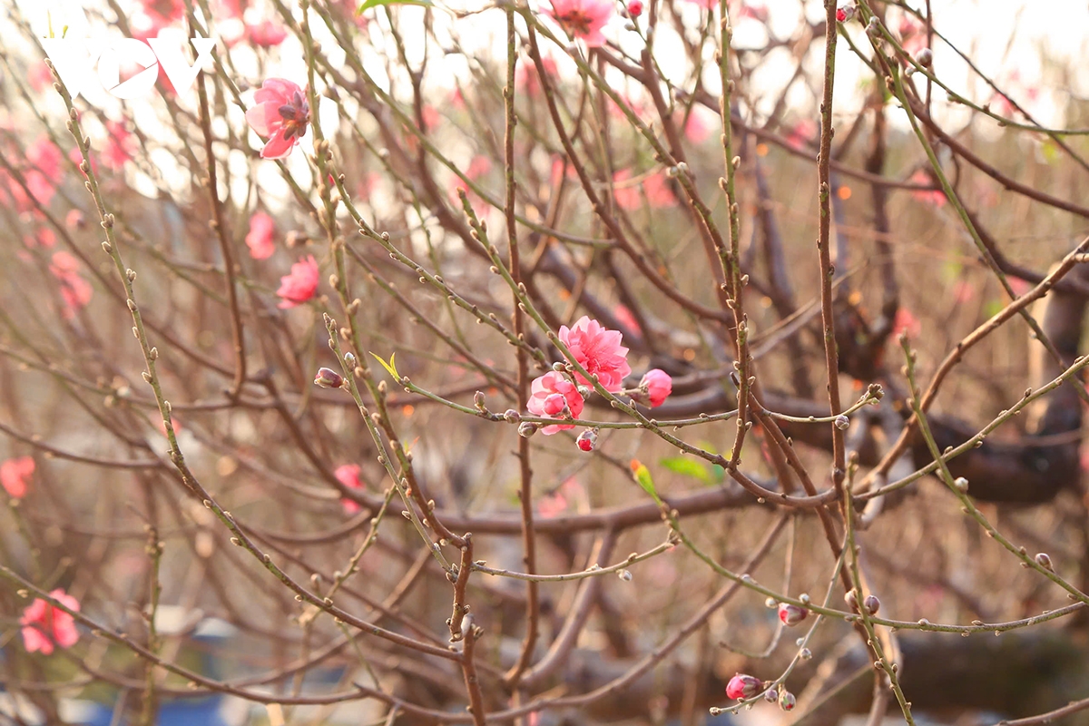 Làng đào Nhật Tân, quất Tứ Liên &quot;hồi sinh&quot;, tất bật vào vụ Tết - Ảnh 2.