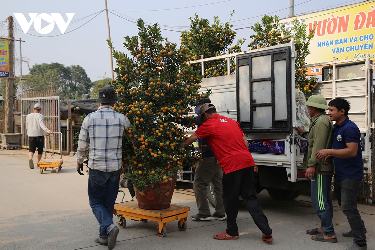 Làng đào Nhật Tân, quất Tứ Liên &quot;hồi sinh&quot;, tất bật vào vụ Tết - Ảnh 4.