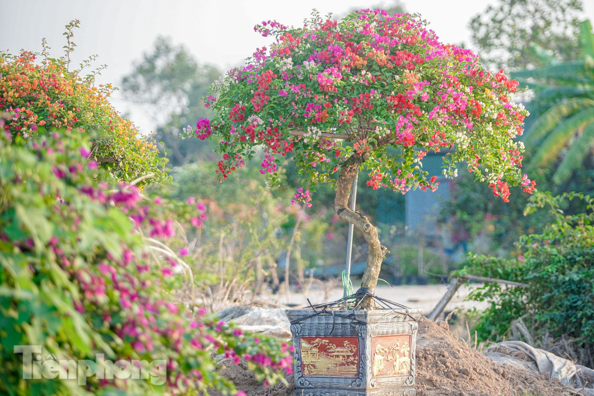 'Thủ phủ' hoa giấy miền Bắc rực rỡ khoe sắc, nhộn nhịp đón Tết - Ảnh 18.