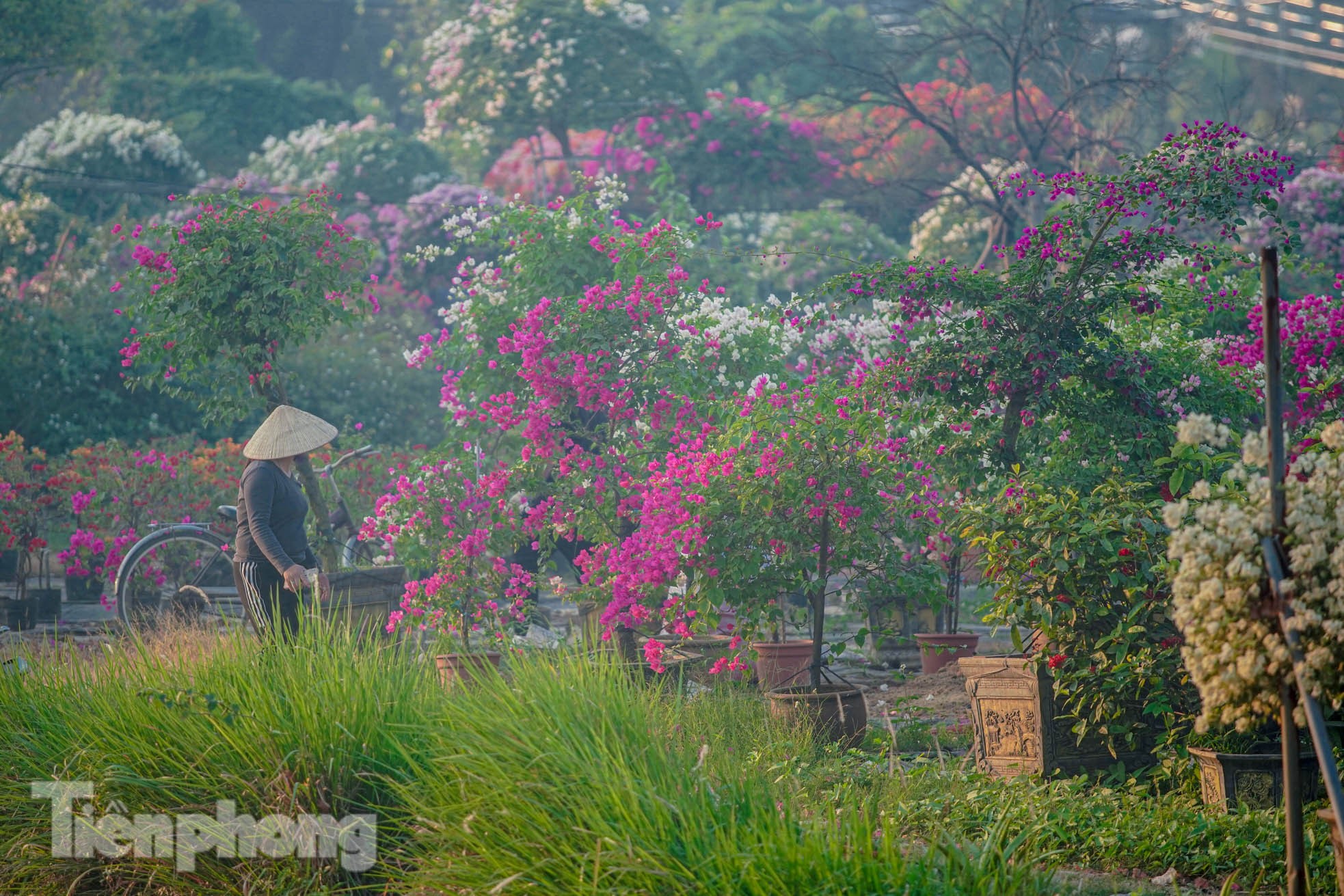 'Thủ phủ' hoa giấy miền Bắc rực rỡ khoe sắc, nhộn nhịp đón Tết - Ảnh 3.