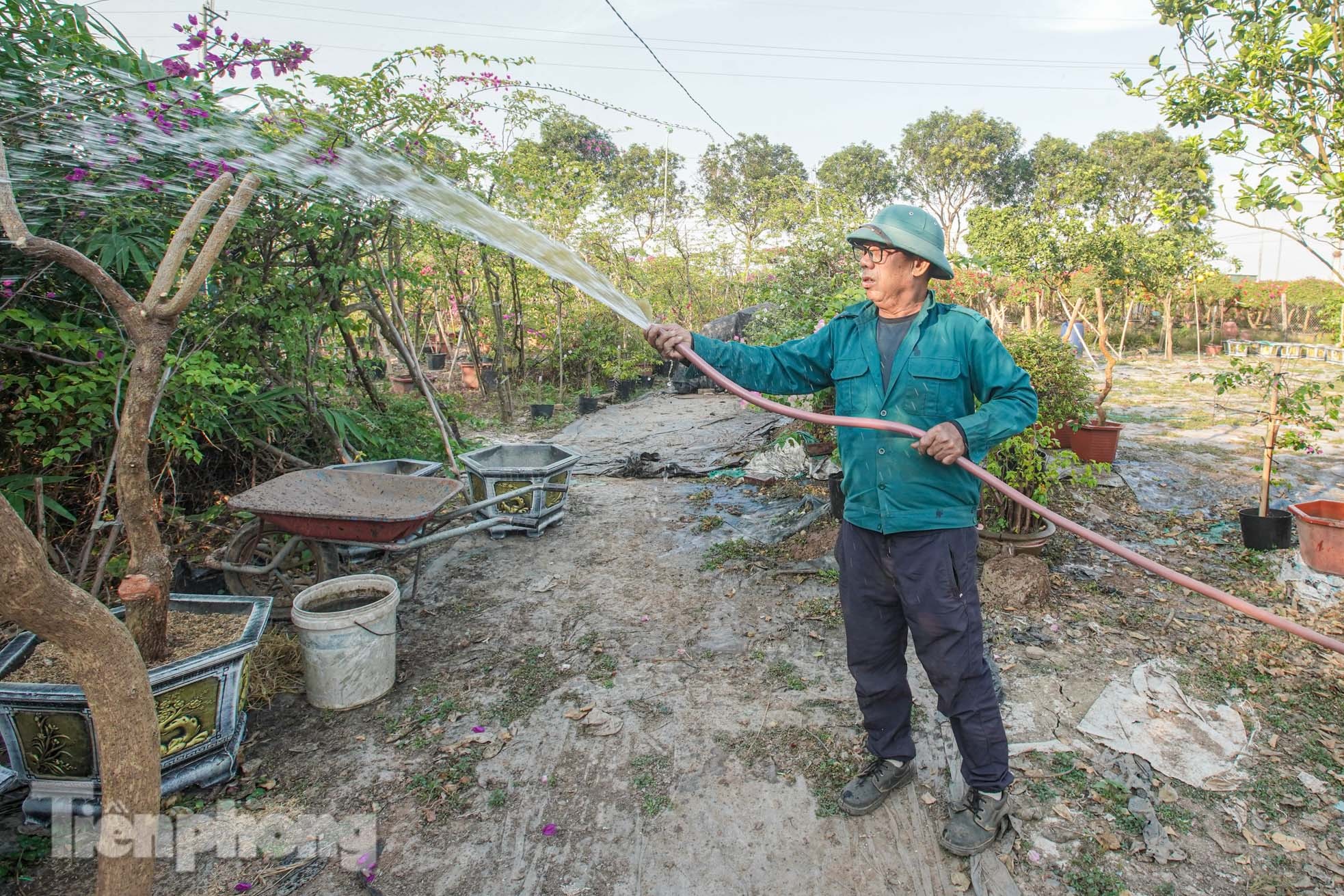 'Thủ phủ' hoa giấy miền Bắc rực rỡ khoe sắc, nhộn nhịp đón Tết - Ảnh 5.