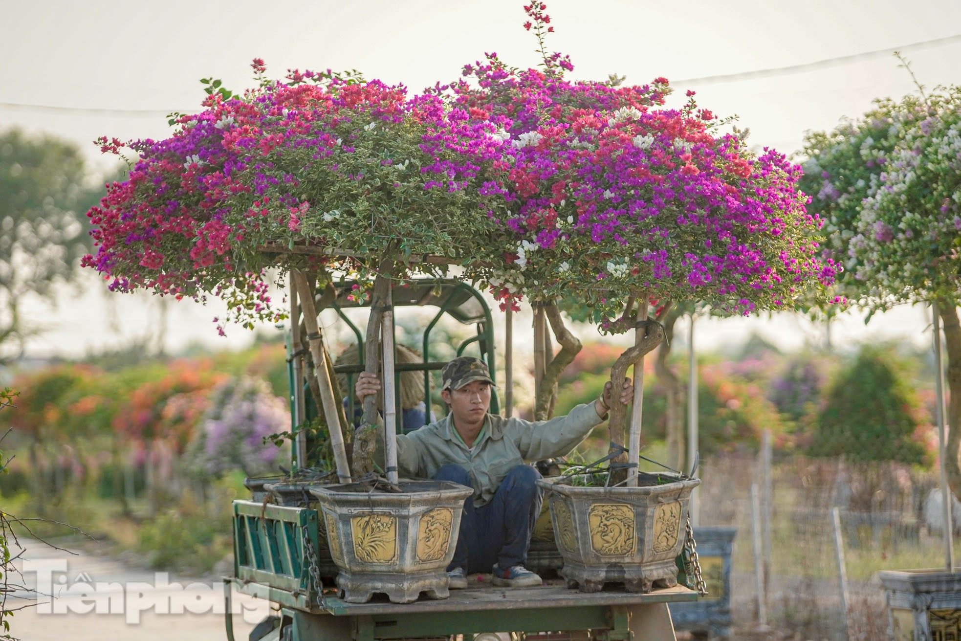 'Thủ phủ' hoa giấy miền Bắc rực rỡ khoe sắc, nhộn nhịp đón Tết - Ảnh 17.