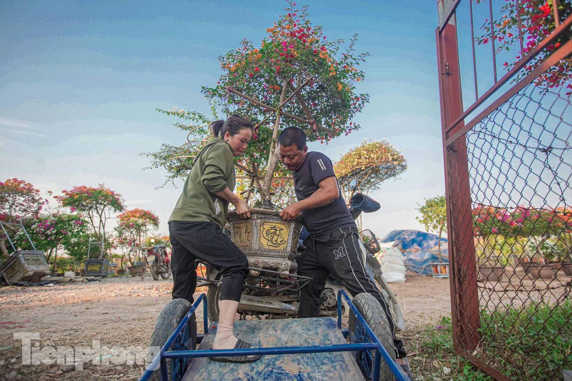 'Thủ phủ' hoa giấy miền Bắc rực rỡ khoe sắc, nhộn nhịp đón Tết - Ảnh 7.